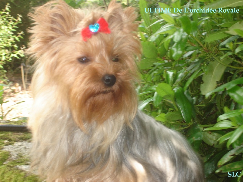 Publication : Des Rivages De Tir Na Nog Auteur : Des Rivages De Tir Na Nog