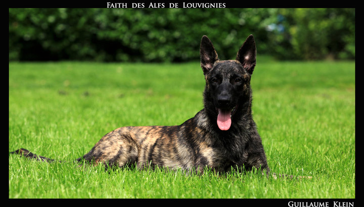 CH. Faith des Alfs de Louvignies
