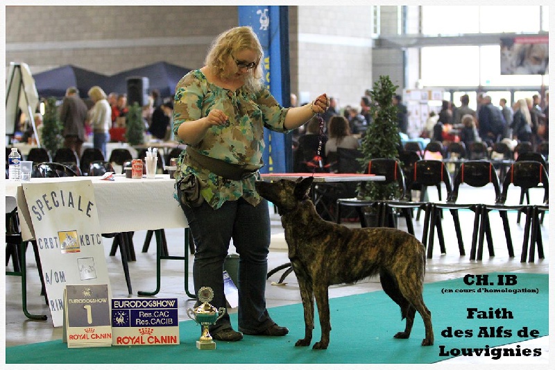 CH. Faith des Alfs de Louvignies - 1er Excellent - RCAC - RCACIB