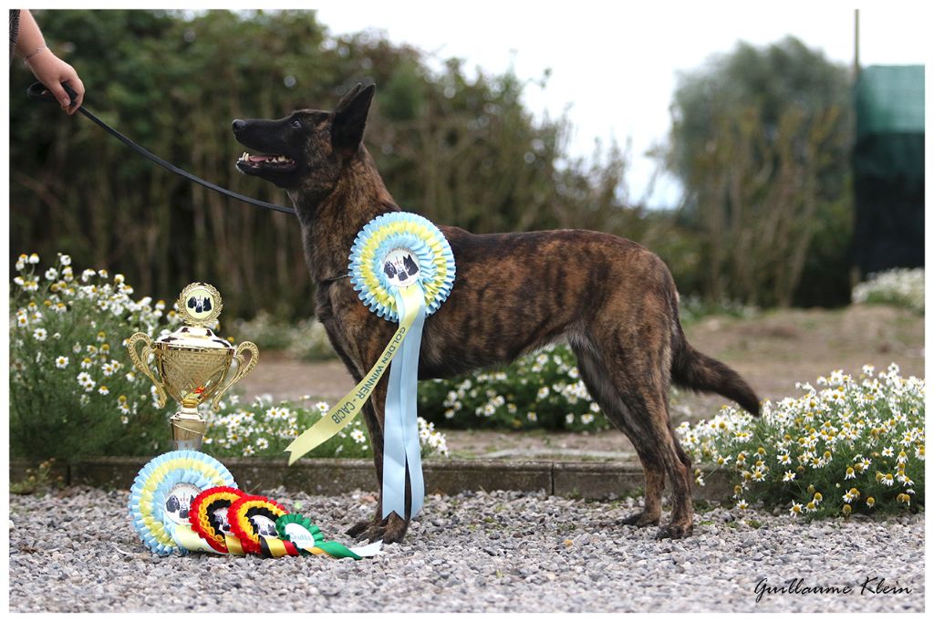 CH. Iberian pleasure De La Terre Des Flandres - 1er Excellent - CAC - CACIB - BOB - Golden Winner