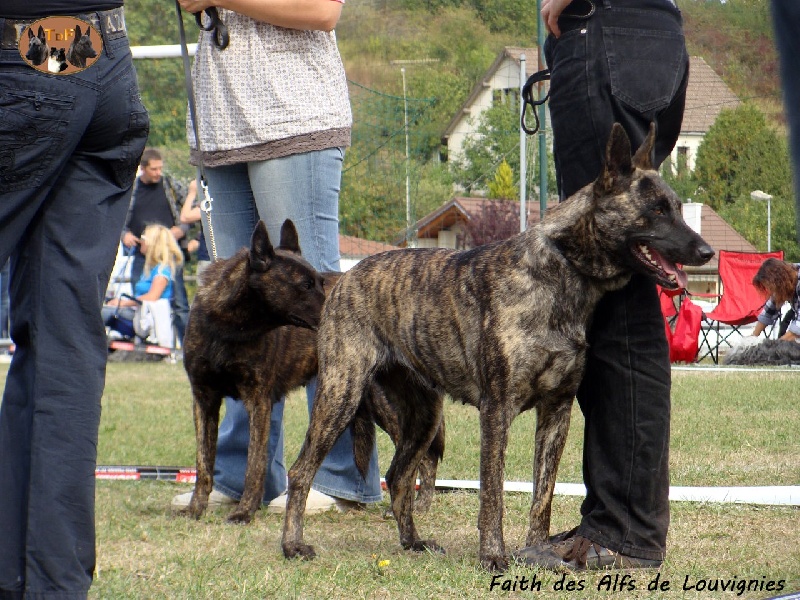 CH. Faith des Alfs de Louvignies - Très Bon - classe ouverte