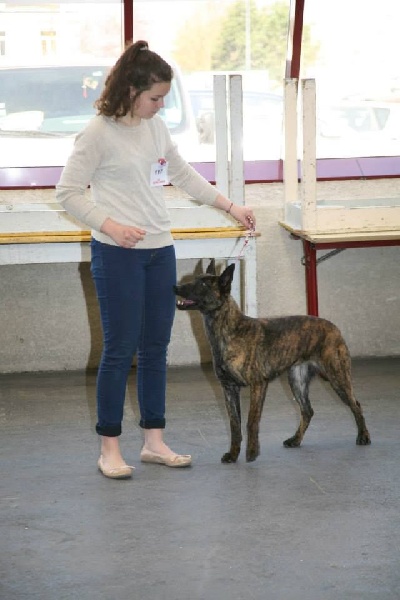 CH. Iberian pleasure De La Terre Des Flandres - 1er excellent - CACS - BOS