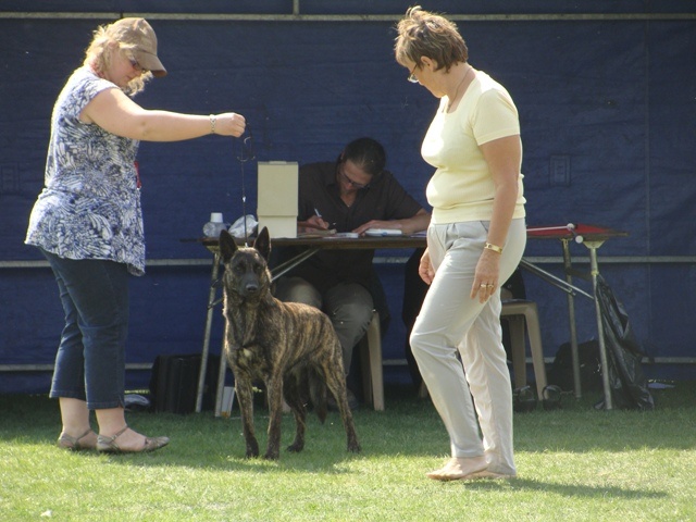 CH. Faith des Alfs de Louvignies - 1ère Excellent - Meilleur Jeune