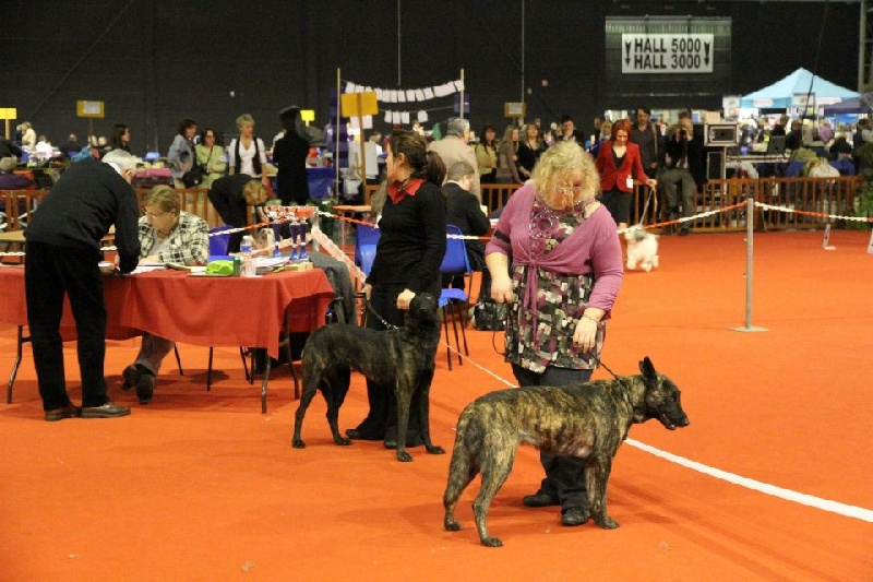 CH. Faith des Alfs de Louvignies - 1ère Excellent - CACS - CACIB