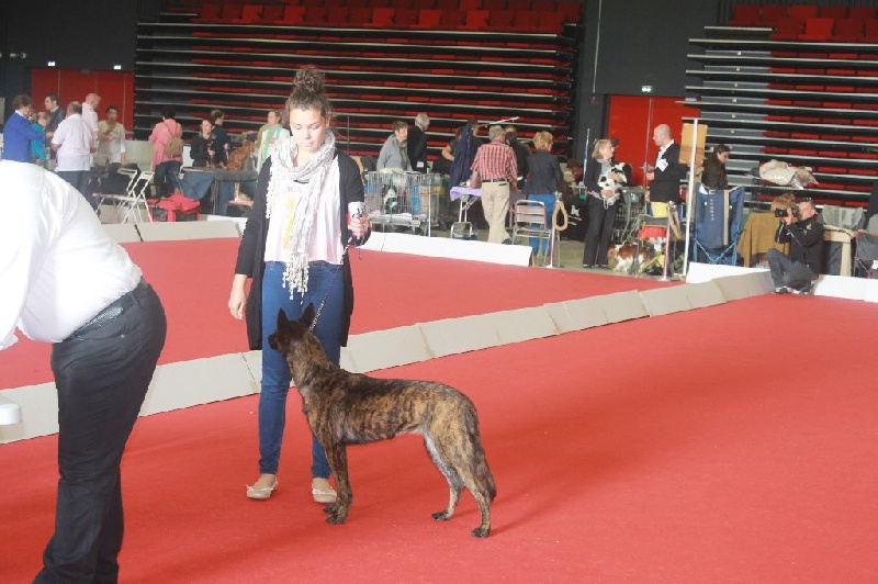 CH. Iberian pleasure De La Terre Des Flandres - 1er Excellent - Meilleur Jeune