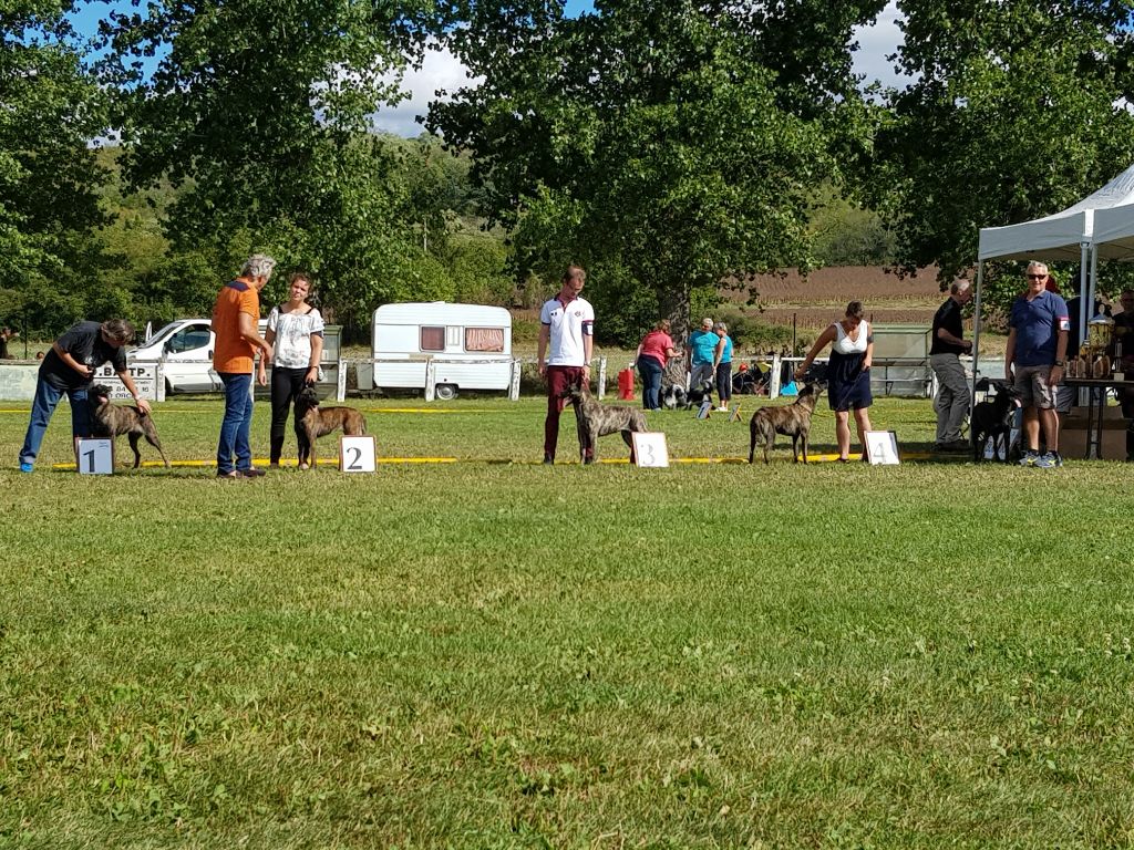 CH. Iberian pleasure De La Terre Des Flandres - 2ème Excellent classe champion