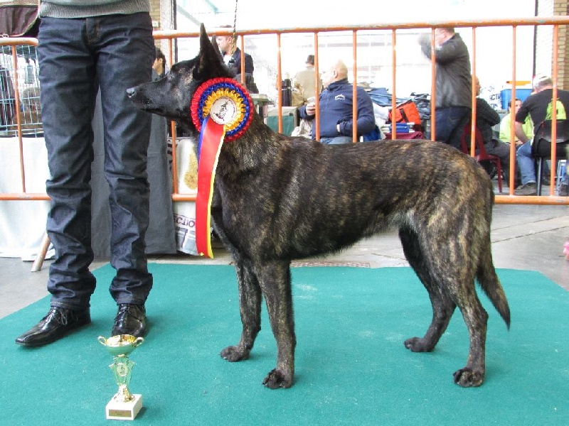 CH. Charete dela contrie wapini von folge - 1er Excellent - Meilleur Jeune - BOS