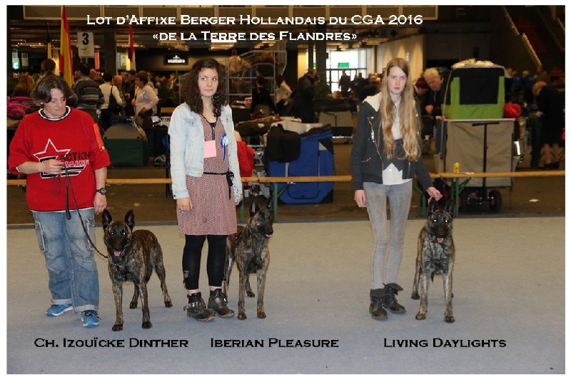 CH. Iberian pleasure De La Terre Des Flandres - 1er Excellent - RCAC - RCACIB