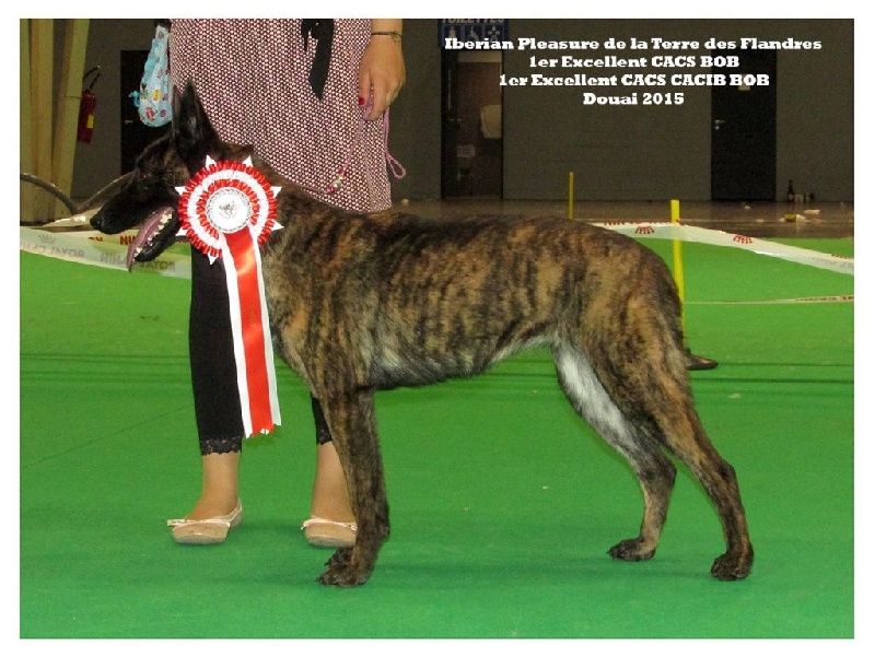 CH. Iberian pleasure De La Terre Des Flandres - 1er Excellent - CACS - CACIB - BOB