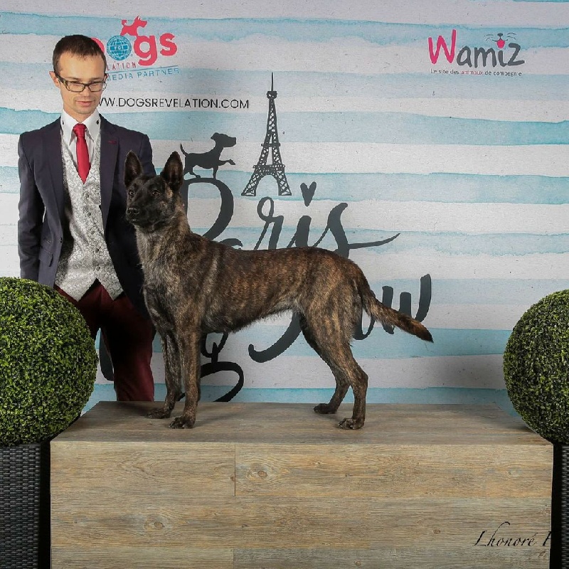 CH. Charete dela contrie wapini von folge - 3ème Excellent COF