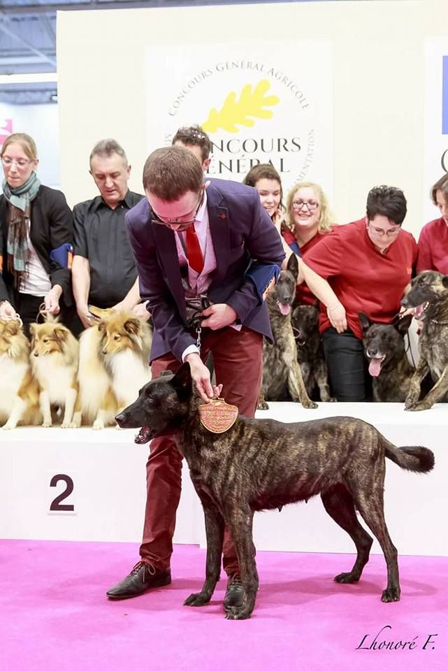 CH. Denfer (Sans Affixe) - Médaille d'Or - Lot Reproducteur