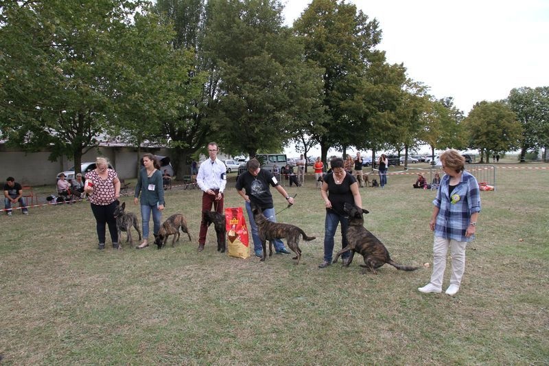 CH. Denfer (Sans Affixe) - 1er Lot de reproducteur