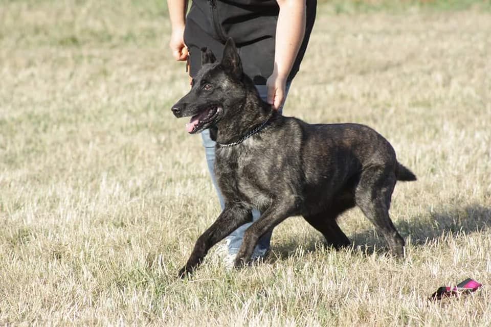 CH. Denfer (Sans Affixe) - TAT mention Très Bon