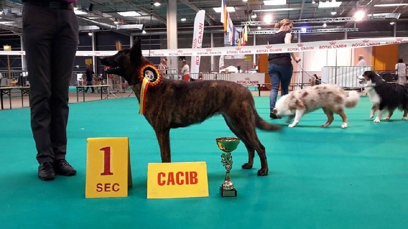CH. Iberian pleasure De La Terre Des Flandres - 1er Excellent - CAC - CACIB - BOB