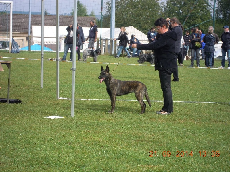 CH. Charete dela contrie wapini von folge - Très prometeur - classe baby