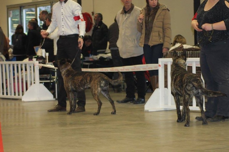CH. Iberian pleasure De La Terre Des Flandres - 1er Excellent - CACS - CACIB