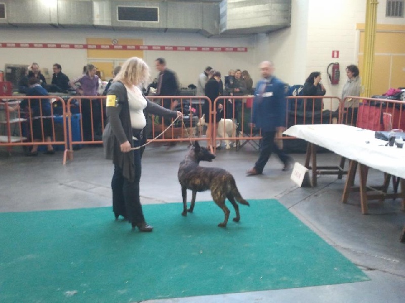 CH. Faith des Alfs de Louvignies - 1ère Très Bon