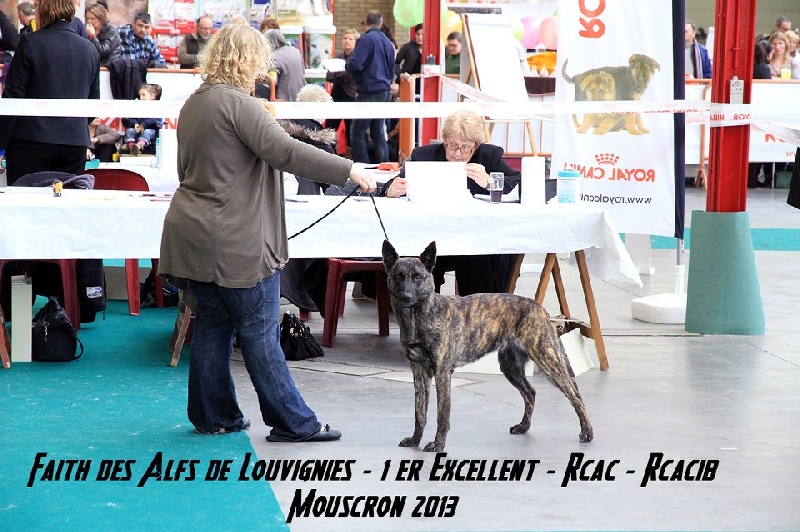 CH. Faith des Alfs de Louvignies - 1ère Excellent RCACS - RCACIB