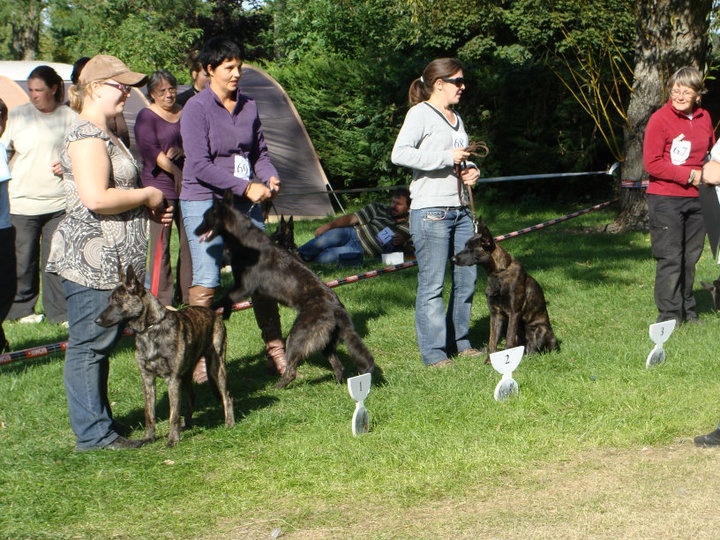 CH. Faith des Alfs de Louvignies - 1ère Très Prometteur - Meileur Puppy