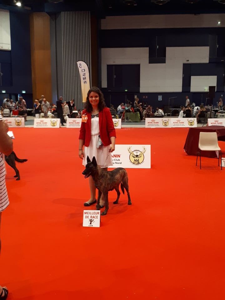 CH. Iberian pleasure De La Terre Des Flandres - 1er Excellent - CACIB - BOB