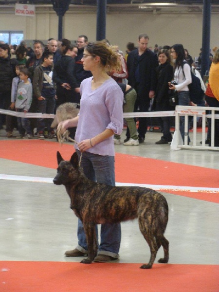 CH. Faith des Alfs de Louvignies - 1ère Excellent - CACS - CACIB - Classe intérmédiaire