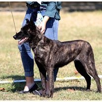 CH. Denfer (Sans Affixe) - 1er Excellent - Championne des vétérants