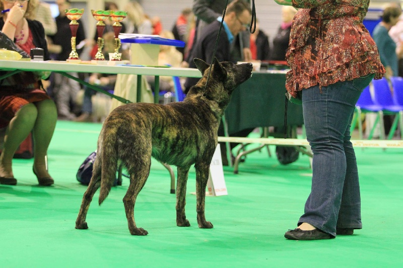 CH. Faith des Alfs de Louvignies - 1er Très Bon