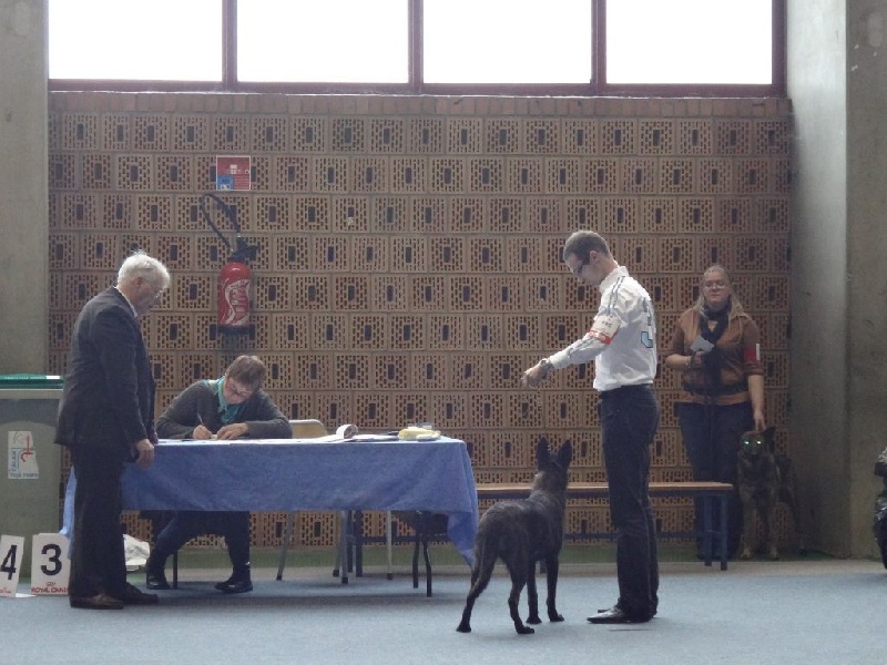 CH. Charete dela contrie wapini von folge - 2ème Très Prometteur - Classe Puppy