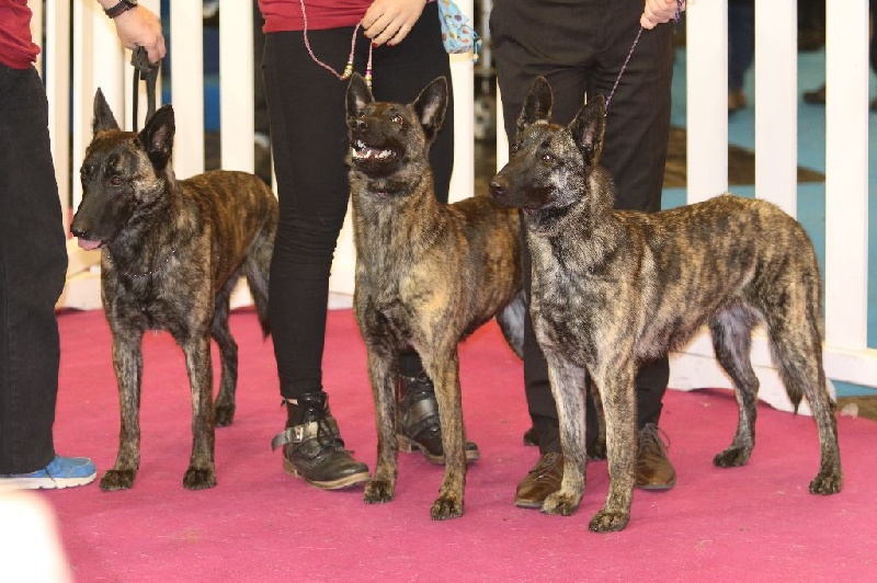 CH. Iberian pleasure De La Terre Des Flandres - 3ème Best Lot d'Affixe