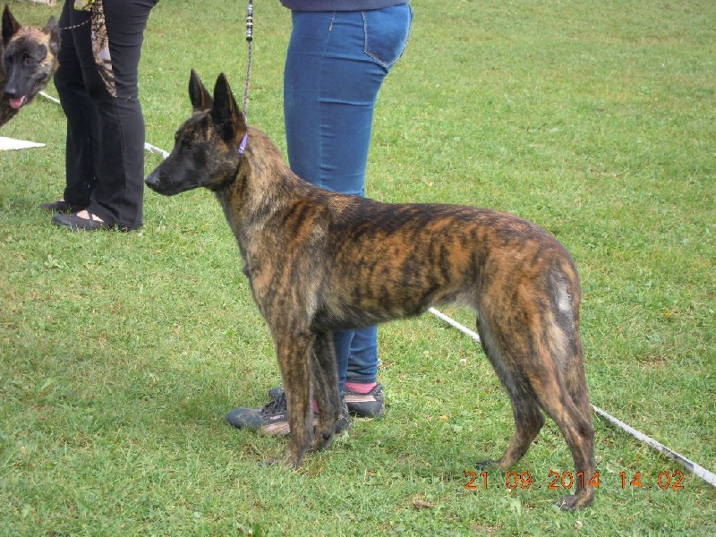 CH. Iberian pleasure De La Terre Des Flandres - Excellent non classée - classe jeune