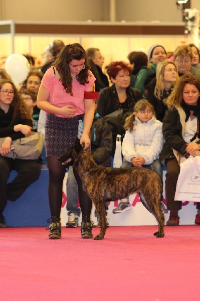 CH. Iberian pleasure De La Terre Des Flandres - Sélectionnée dans les 6 Meilleurs CACS femelle