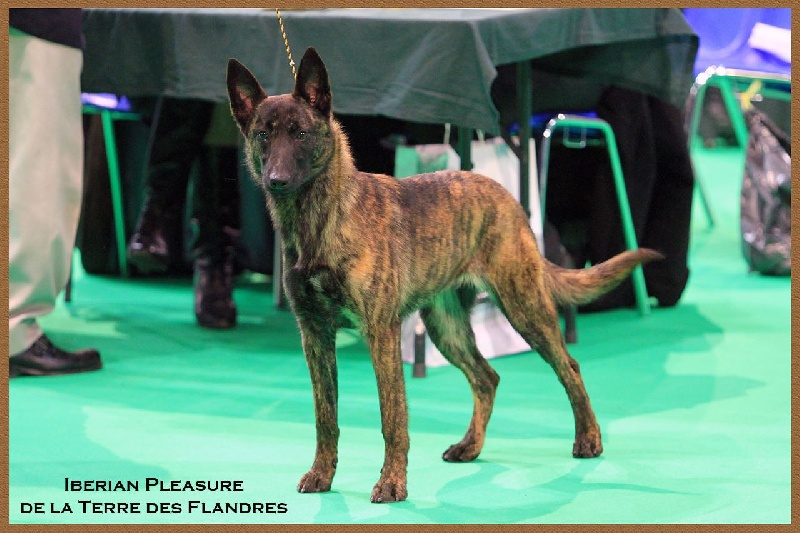 CH. Iberian pleasure De La Terre Des Flandres - 1er Excellent -CJF