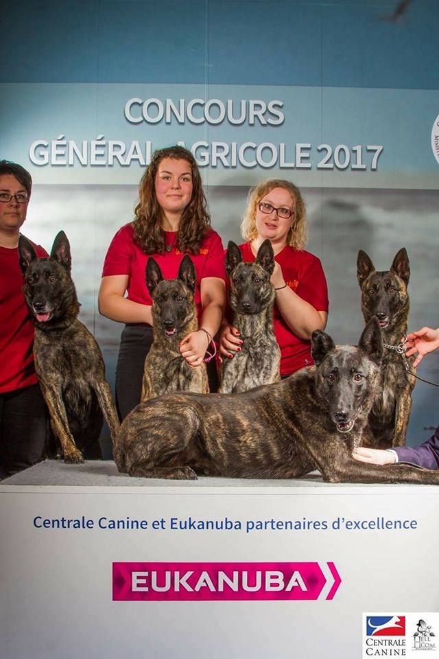 CH. Denfer (Sans Affixe) - 1er Lot de reproducteur sur 5