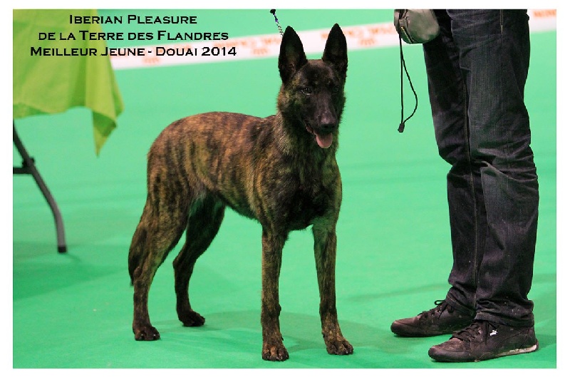 CH. Iberian pleasure De La Terre Des Flandres - 1er Excellent - Meilleur Jeune