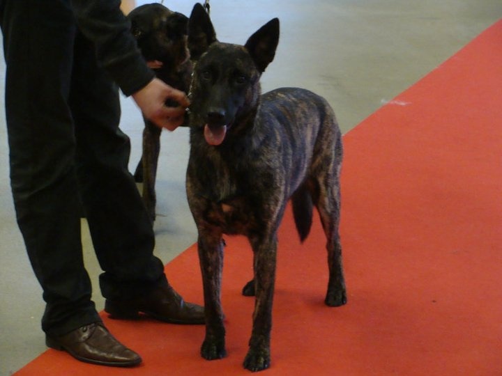 CH. Faith des Alfs de Louvignies - 1ère excellent - Meileur Jeune
