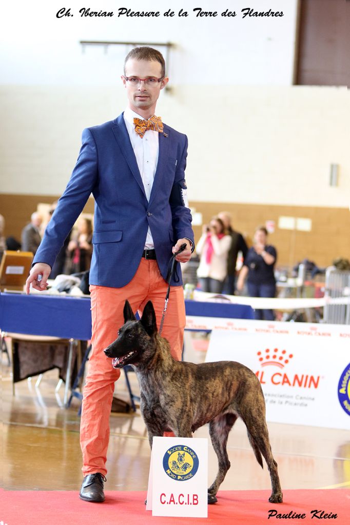 CH. Iberian pleasure De La Terre Des Flandres - 1er Excellent - CACIB - BOB