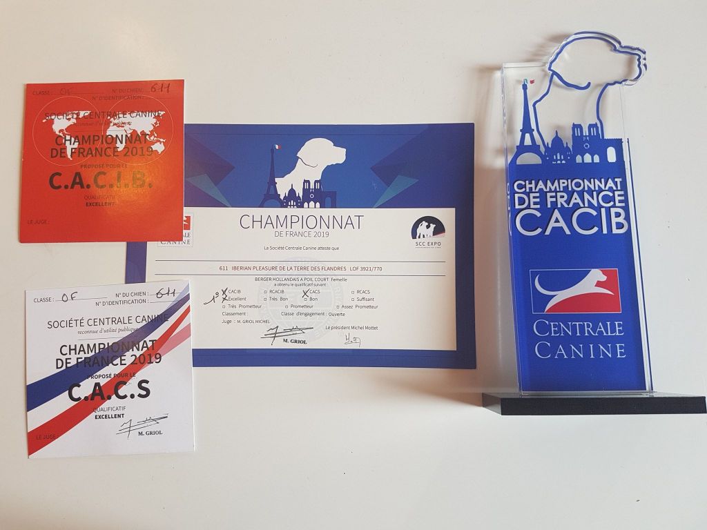 CH. Iberian pleasure De La Terre Des Flandres - 1er Excellent - CACS - CACIB - Latin Winner