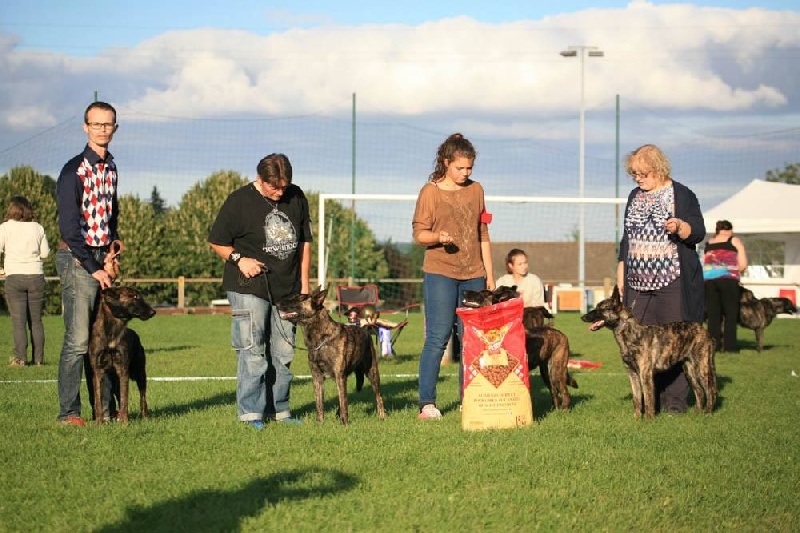 CH. Iberian pleasure De La Terre Des Flandres - 1er Meilleur Lot d'affixe