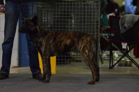 CH. Faith des Alfs de Louvignies - 2ème Excellent - RCACL