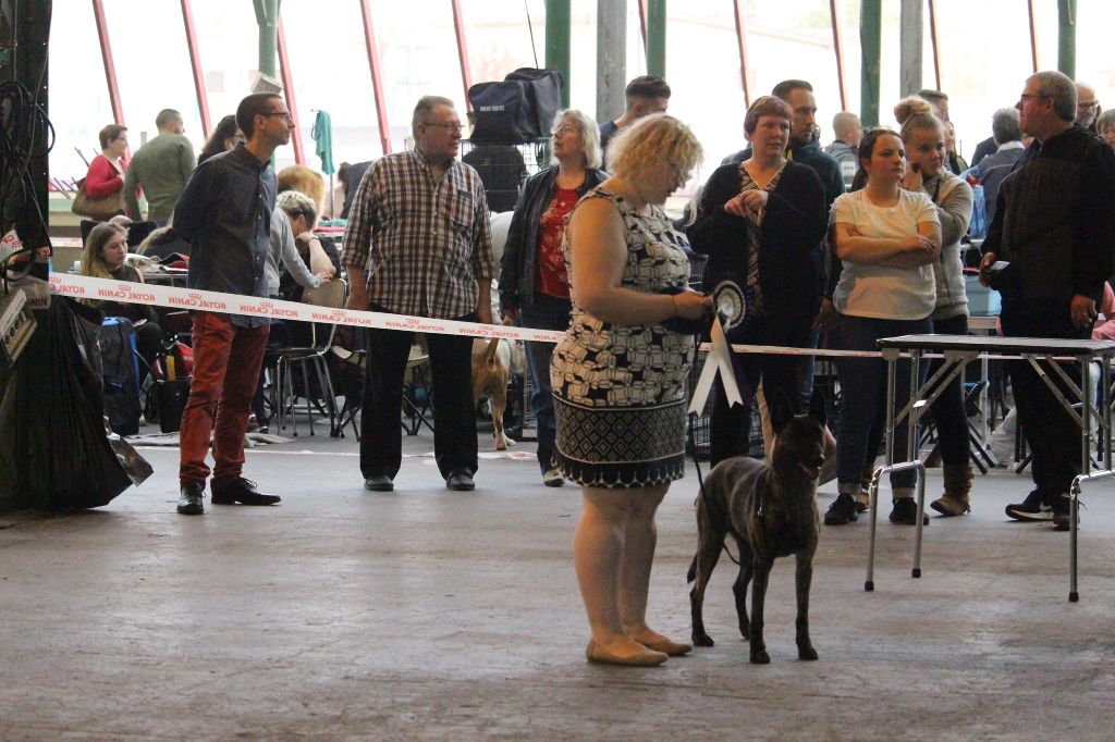 CH. Iberian pleasure De La Terre Des Flandres - 1er Excellent - BOB (CCF)