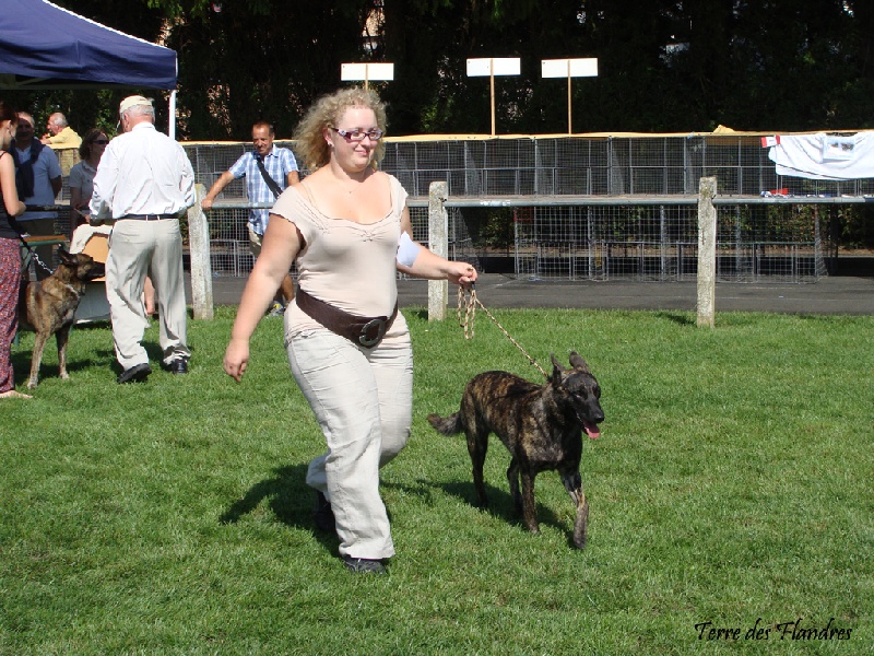 CH. Faith des Alfs de Louvignies - 1ère Excellent RCACS, classe intermédiaire