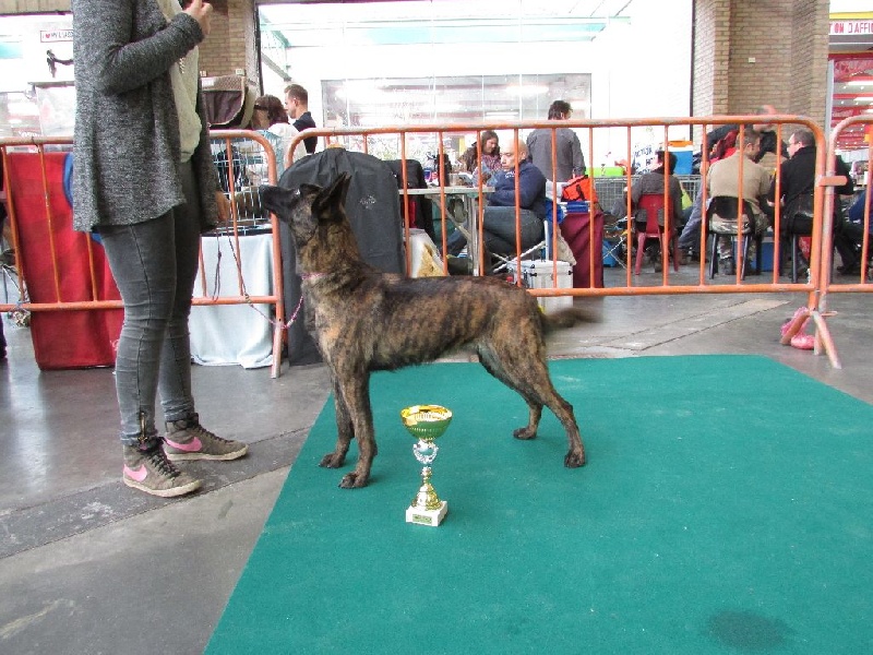 CH. Iberian pleasure De La Terre Des Flandres - 1 er excellent - RCAC - RCACIB