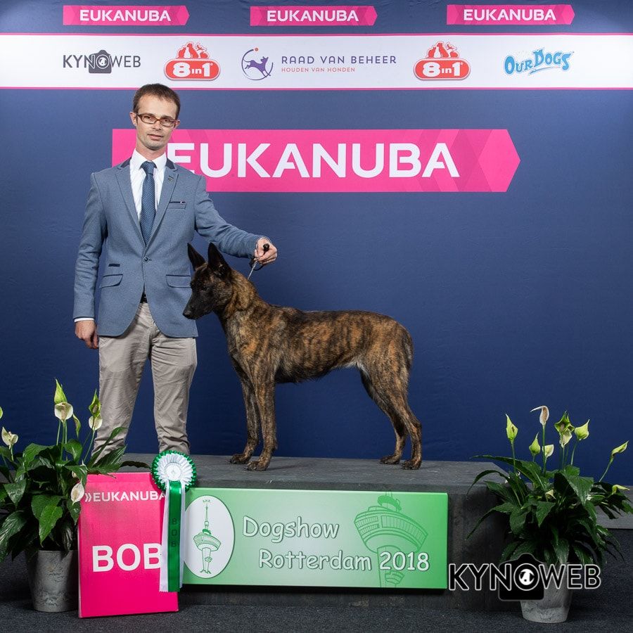 CH. Iberian pleasure De La Terre Des Flandres - 1er Excellent - CAC - CACIB - BOB