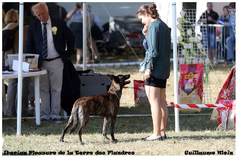 CH. Iberian pleasure De La Terre Des Flandres - 3ème Excellent