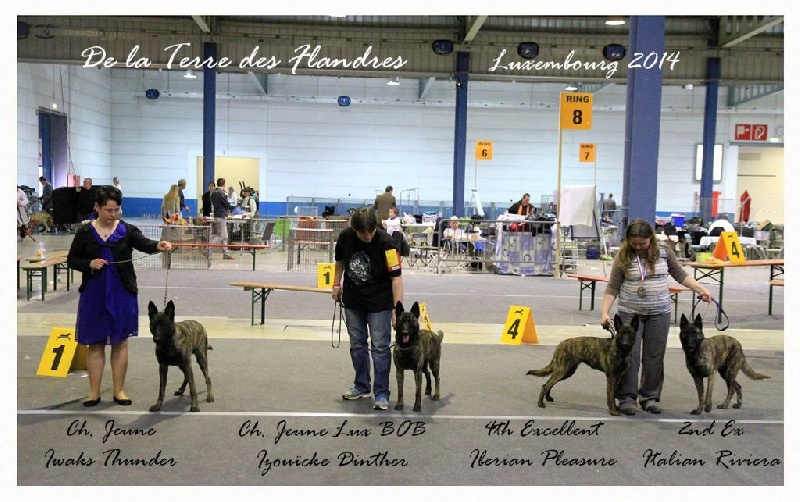 CH. Iberian pleasure De La Terre Des Flandres - 4ème Excellent - CJF