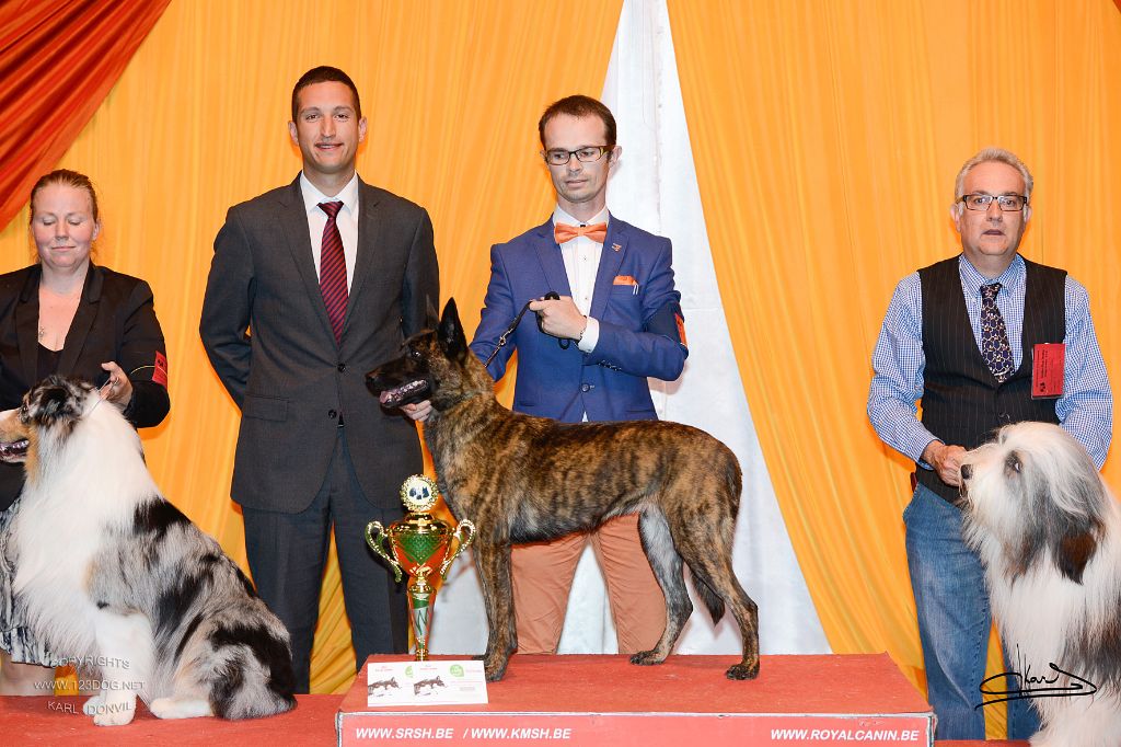 CH. Iberian pleasure De La Terre Des Flandres - 1er Excellent - CAC - CACIB - BOB -BOG - Golden Winner