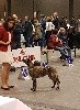 CH. Numenor westernesse De La Terre Des Flandres - 1er Très Prometteur - Meilleur Puppy