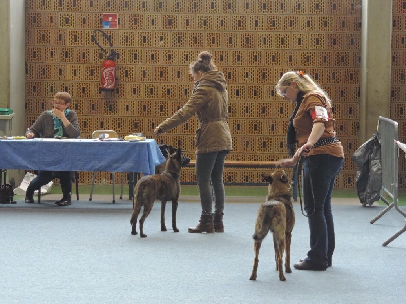 CH. Iberian pleasure De La Terre Des Flandres - 1er Excellent - Meilleur Jeune - BOB