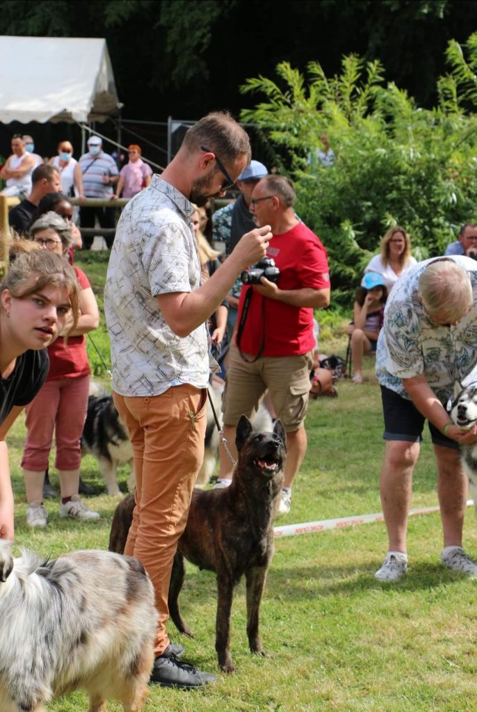 CH. Iberian pleasure De La Terre Des Flandres - 1er Excellent - Meilleur Vétéran