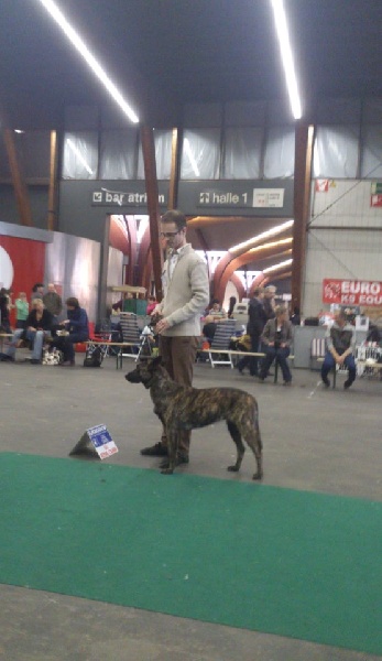 CH. Faith des Alfs de Louvignies - 1ère Excellent CACS - CACIB - BOB - Classe Ouverte